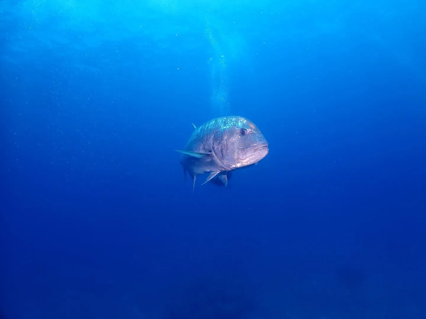 8月19日慶良間ダイビング🤿