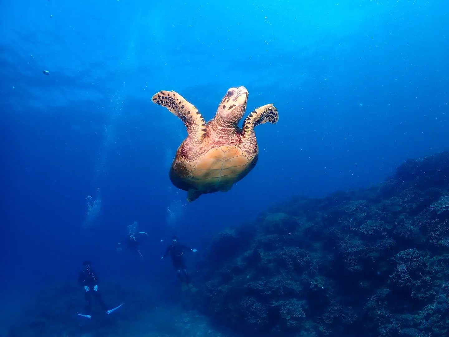 8月19日慶良間ダイビング🤿