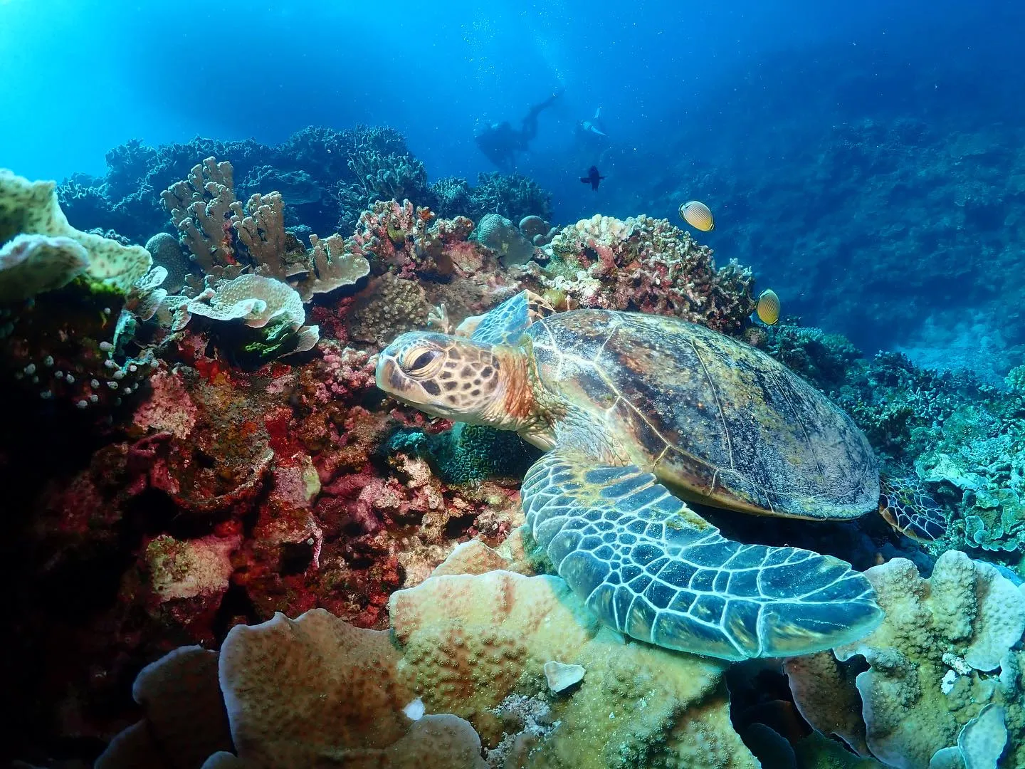 8月19日慶良間ダイビング🤿