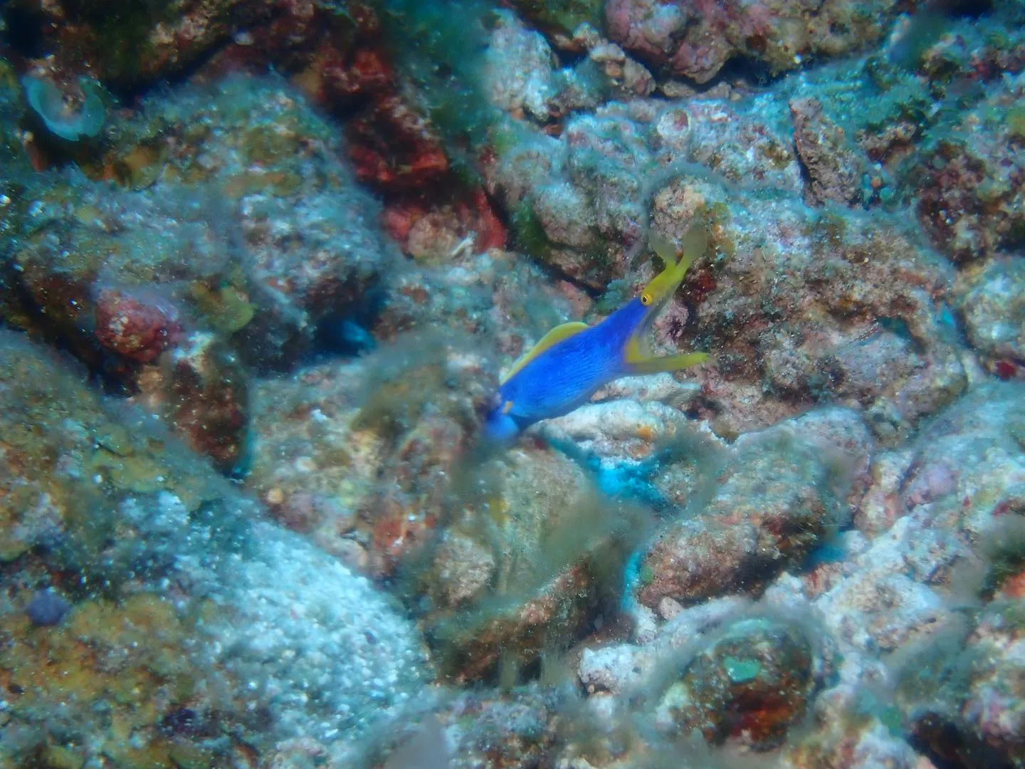 8月19日慶良間ダイビング🤿