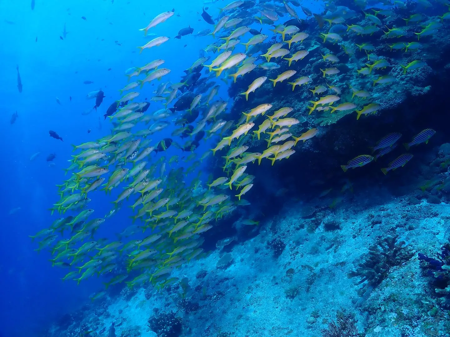 8月19日慶良間ダイビング🤿