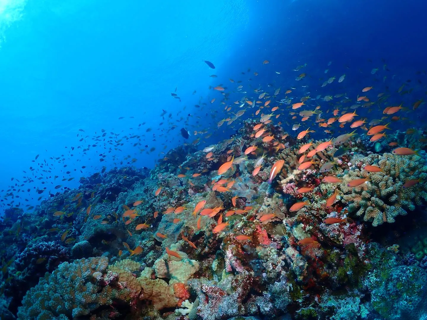 8月19日慶良間ダイビング🤿