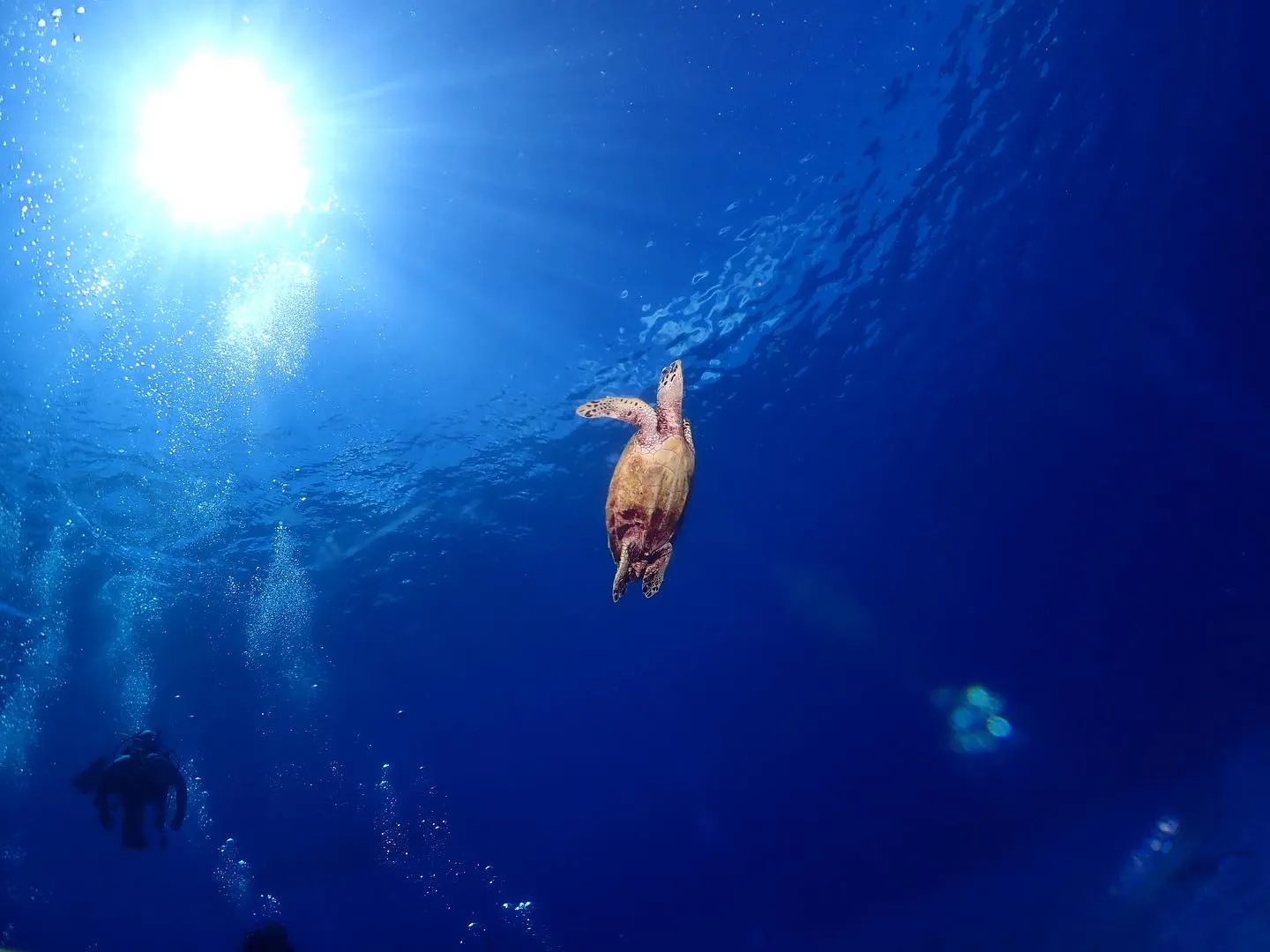 9月17日慶良間ダイビング🤿