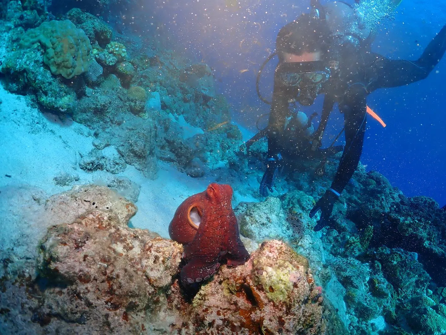 9月17日慶良間ダイビング🤿