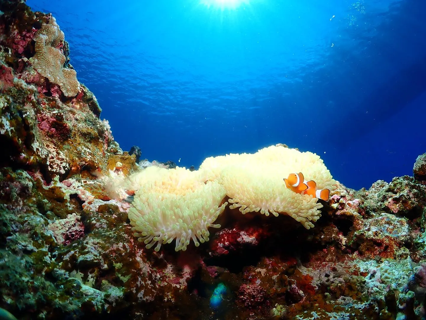 9月17日慶良間ダイビング🤿