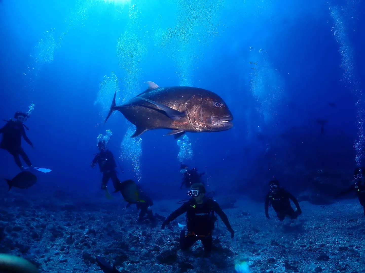 10月2日慶良間ダイビング🤿