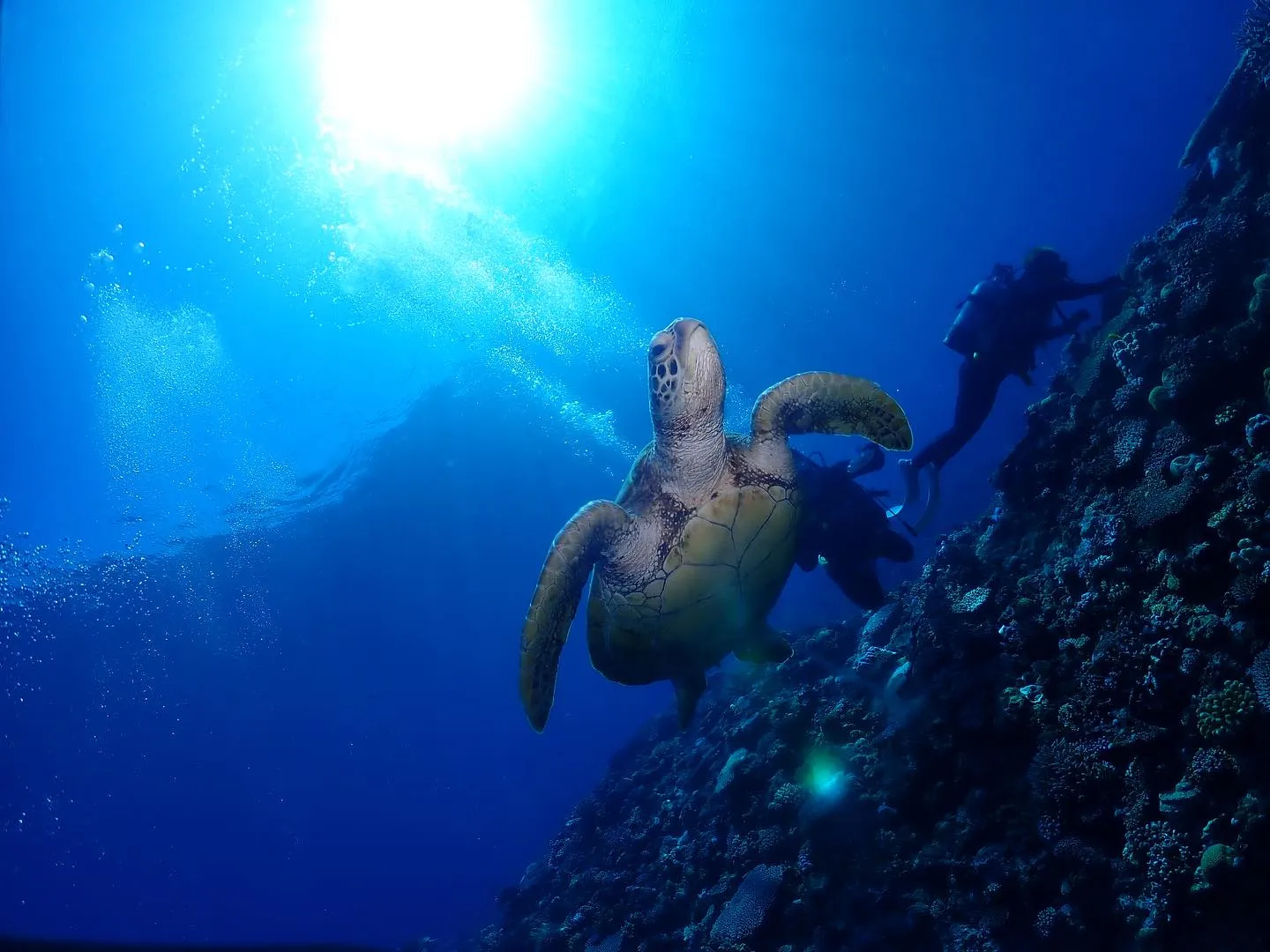 10月2日慶良間ダイビング🤿
