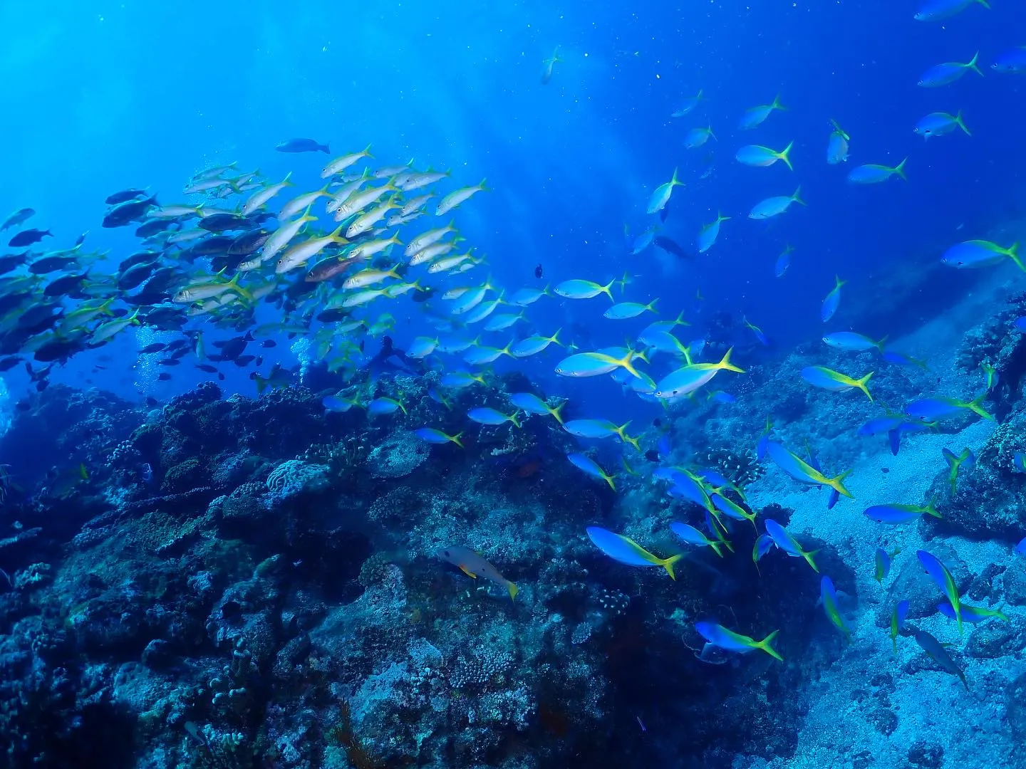 10月2日慶良間ダイビング🤿