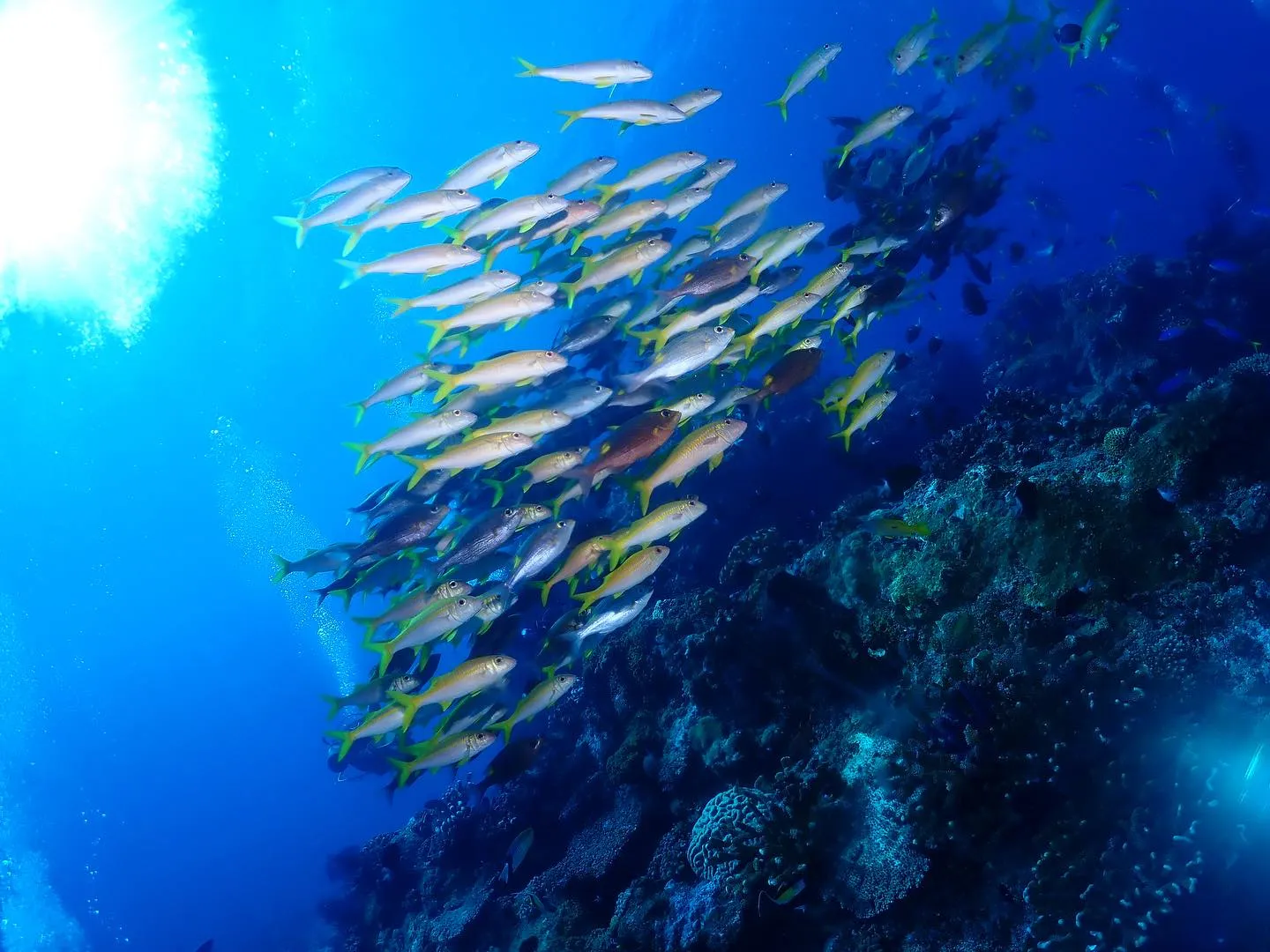 10月2日慶良間ダイビング🤿