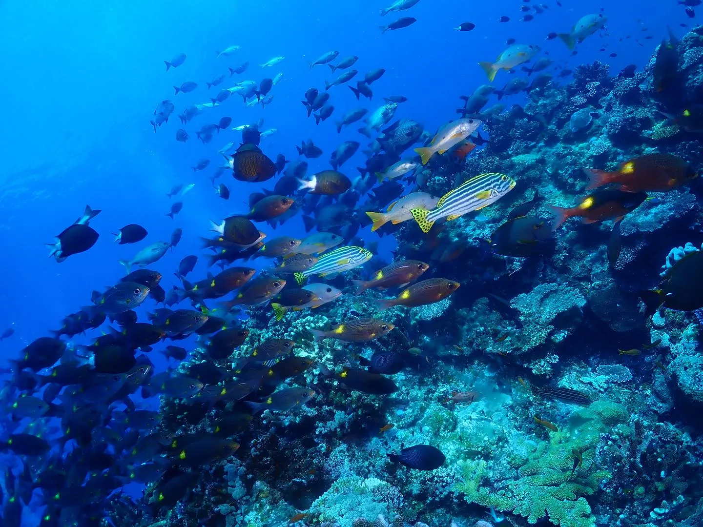 10月2日慶良間ダイビング🤿