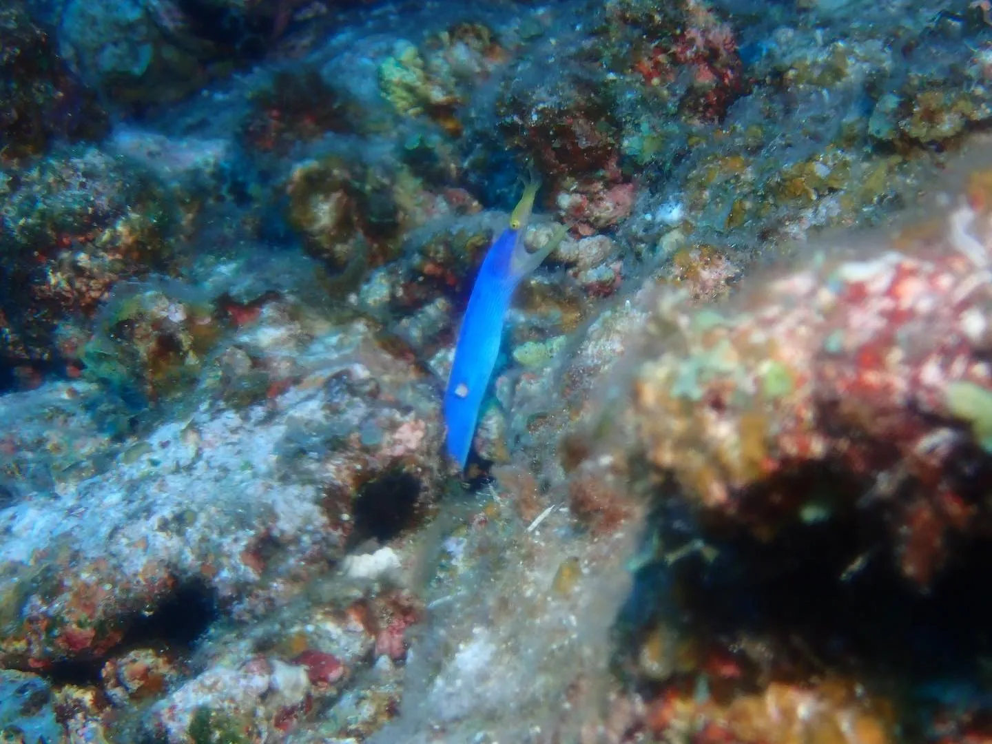 10月2日慶良間ダイビング🤿