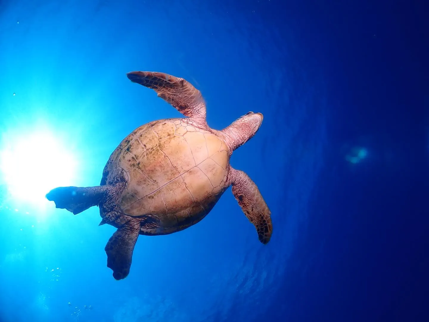10月6日慶良間ダイビング🤿