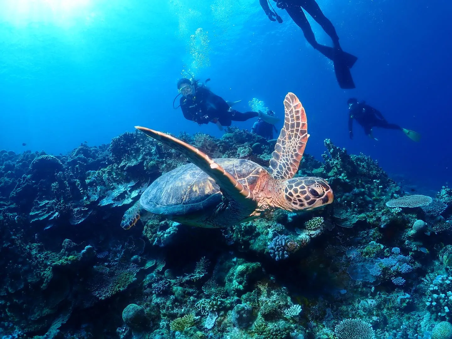 10月6日慶良間ダイビング🤿