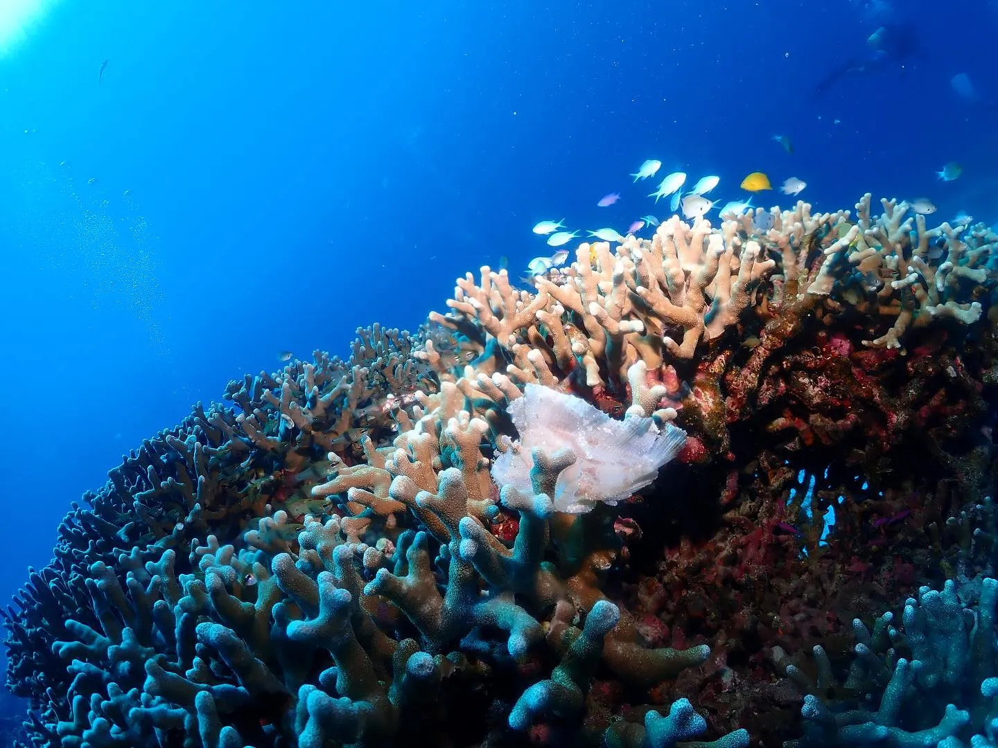 10月6日慶良間ダイビング🤿