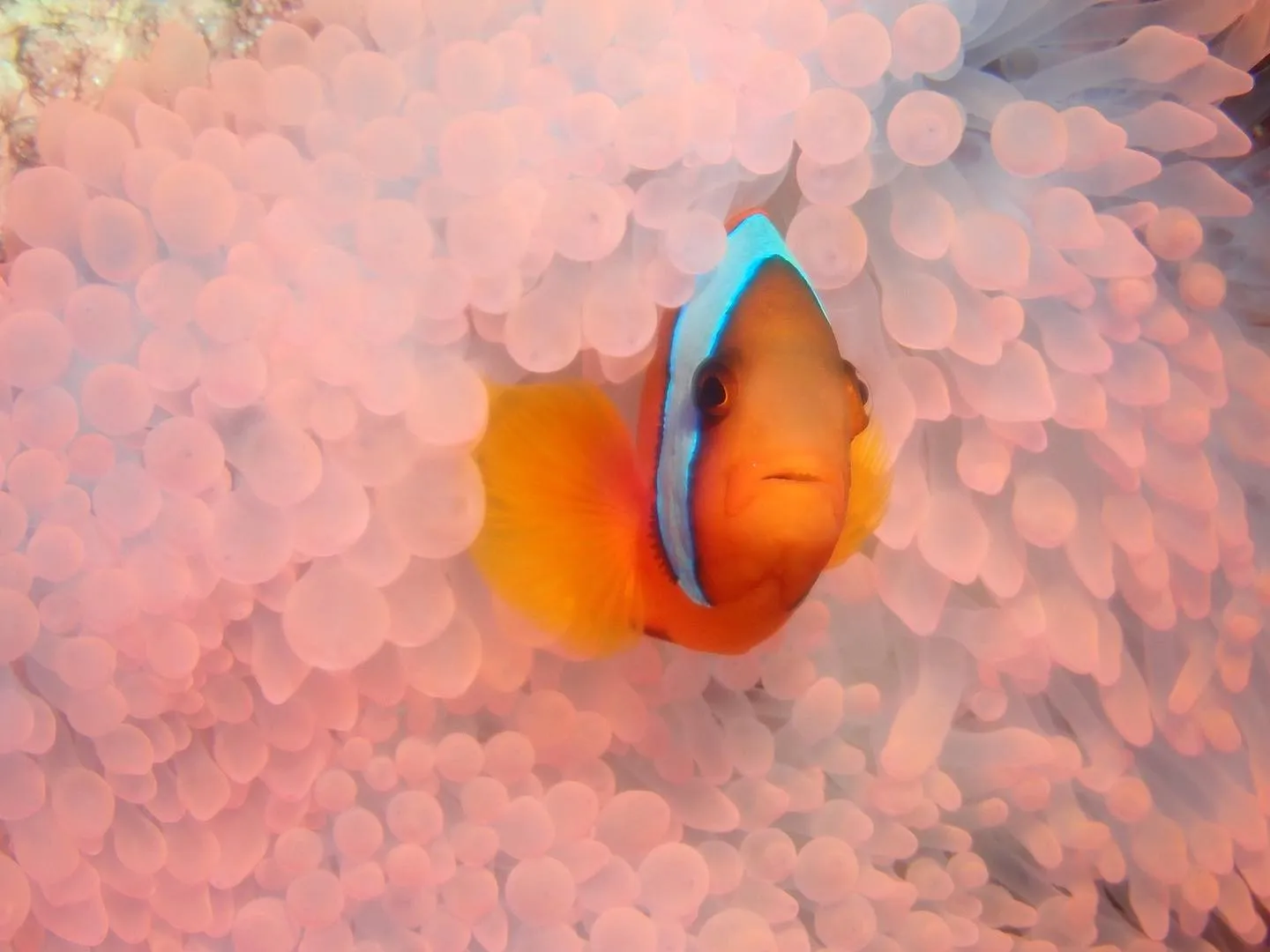 10月6日慶良間ダイビング🤿