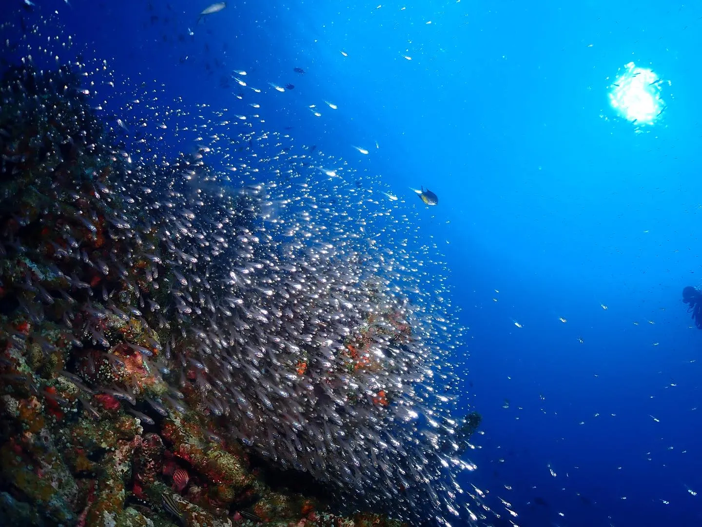 10月12日慶良間ダイビング🤿