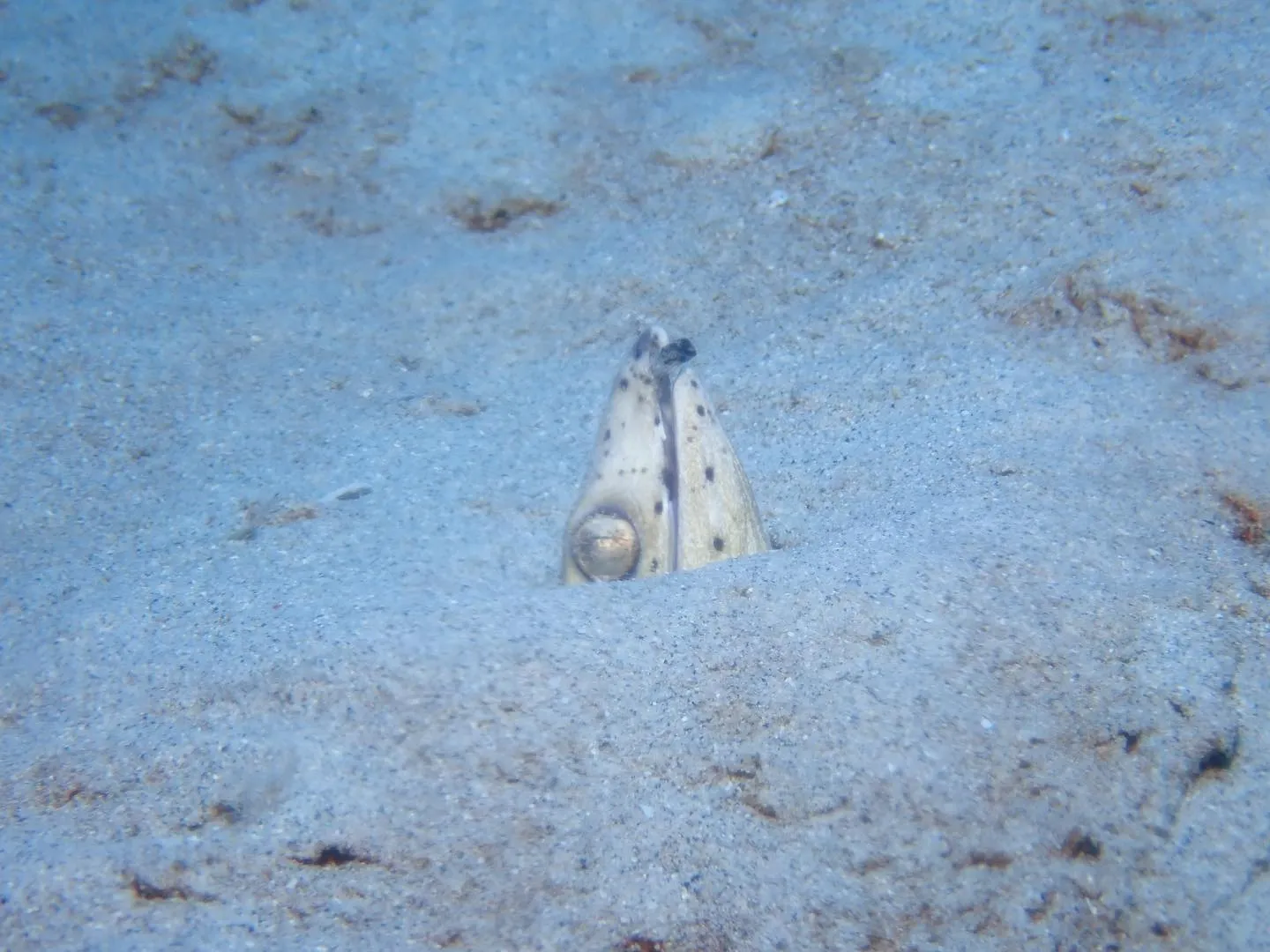 10月12日慶良間ダイビング🤿