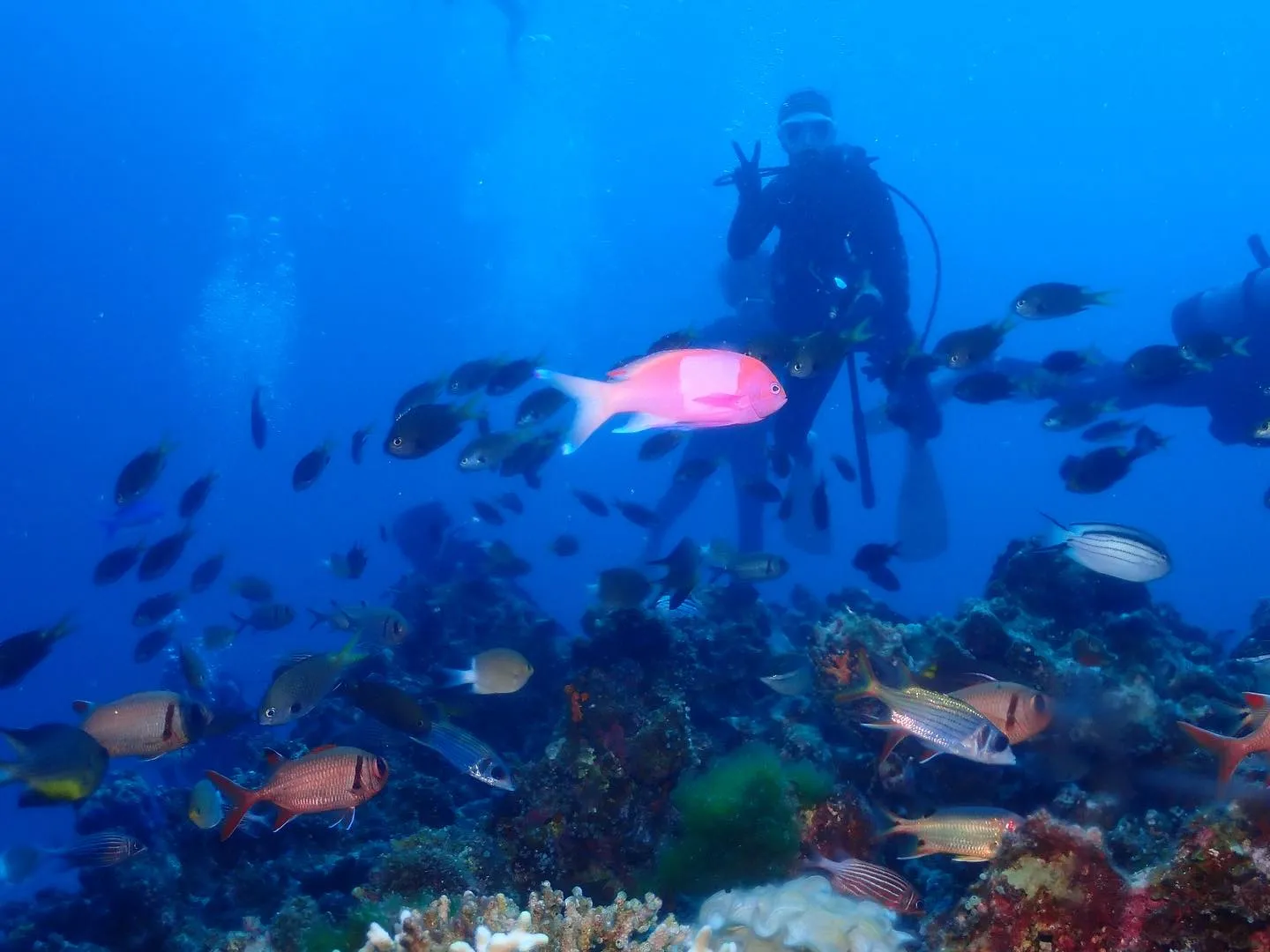 10月12日慶良間ダイビング🤿