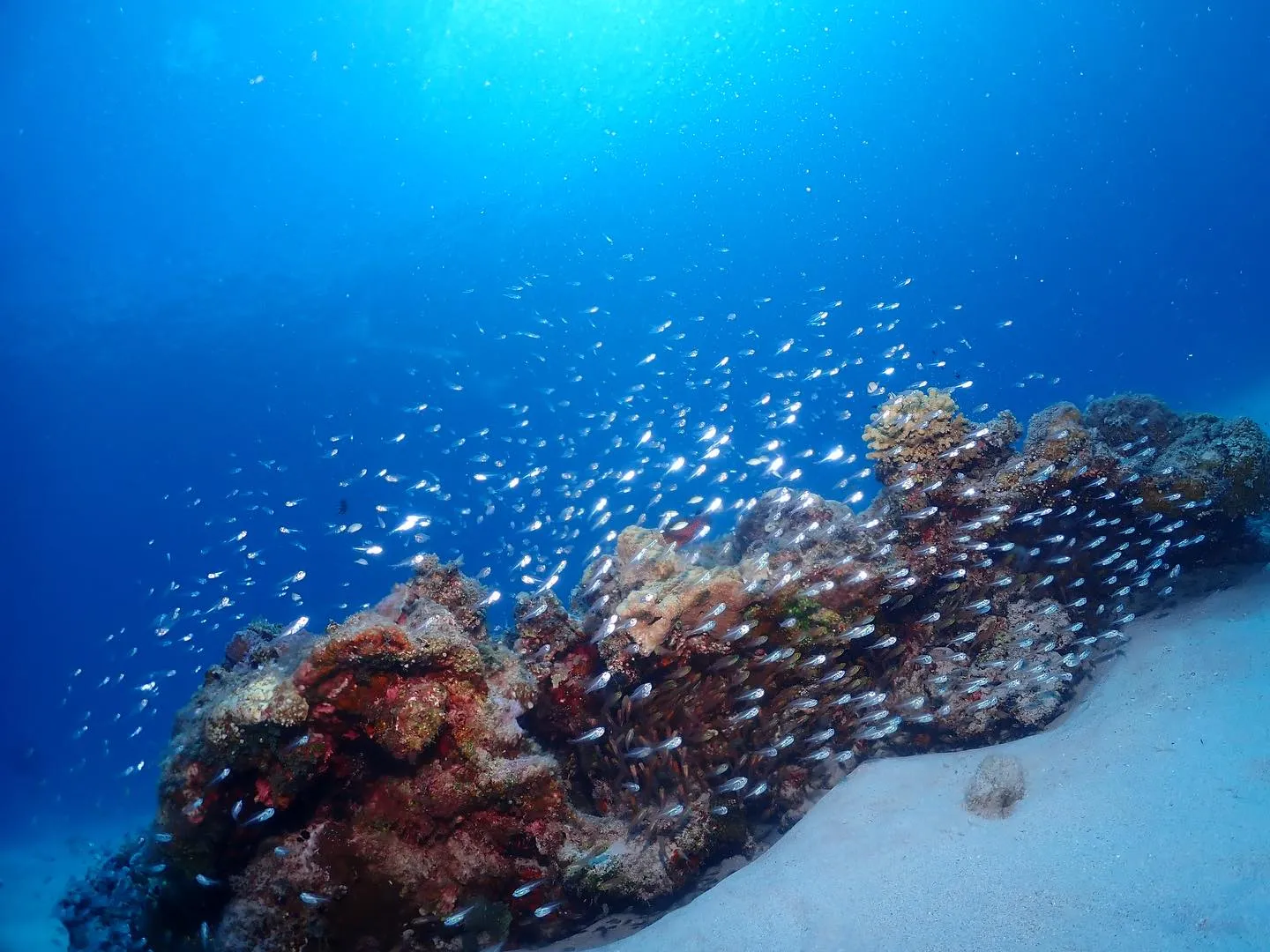 10月12日慶良間ダイビング🤿