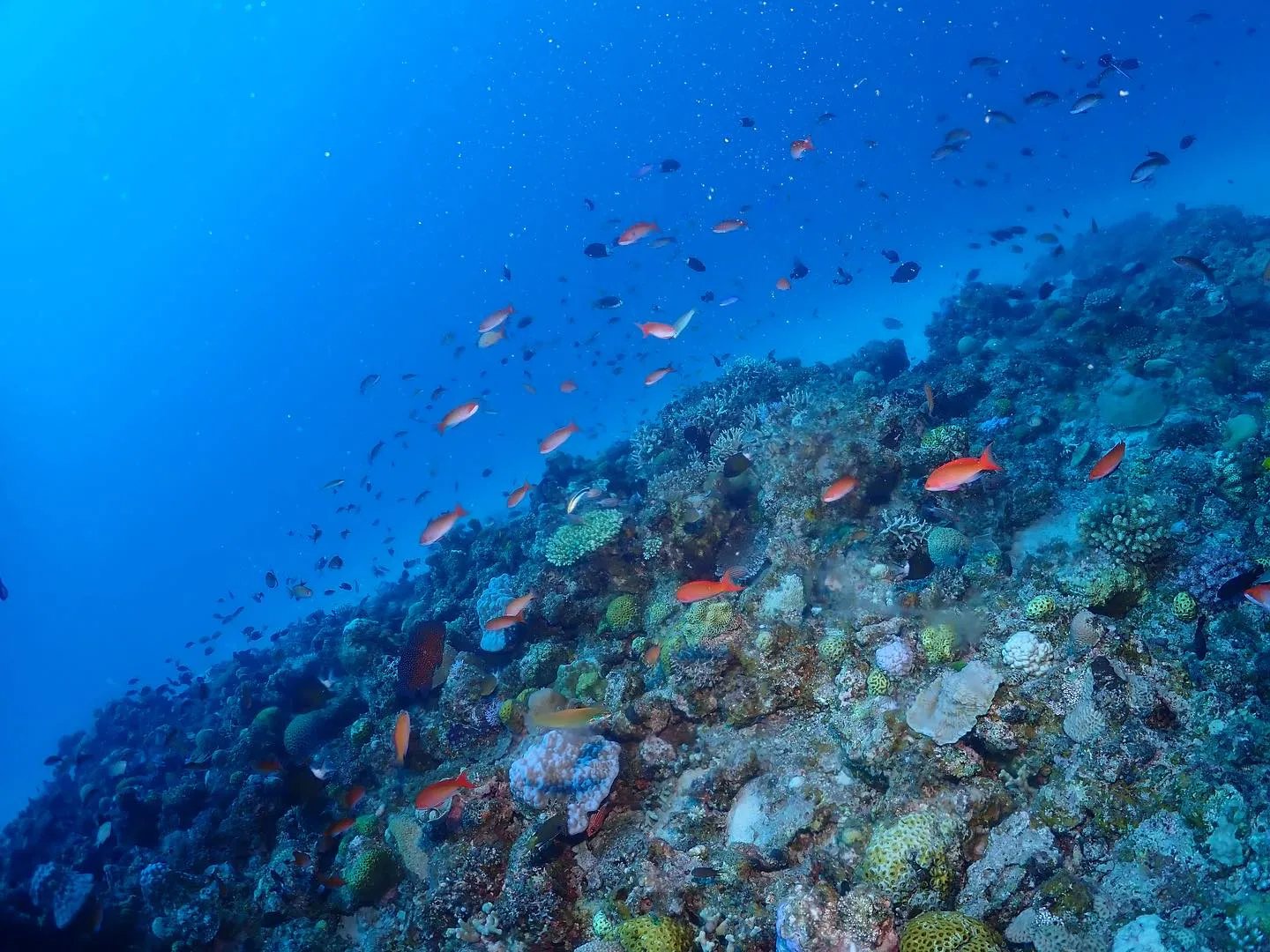 10月12日慶良間ダイビング🤿