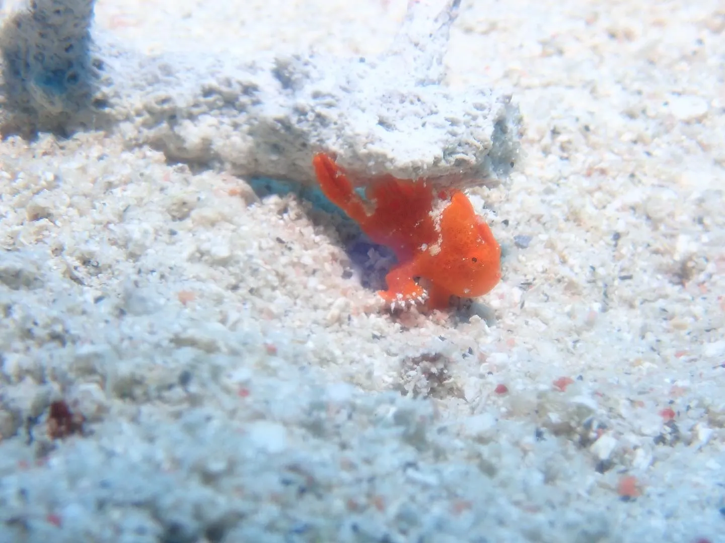 10月23日慶良間ダイビング🤿