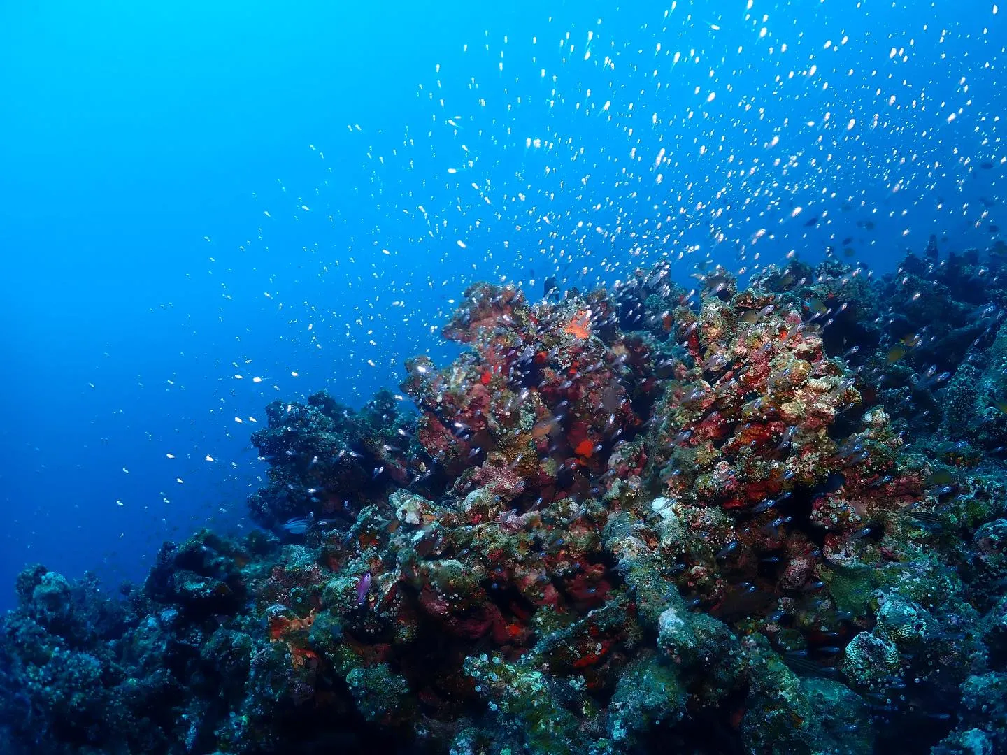 10月23日慶良間ダイビング🤿