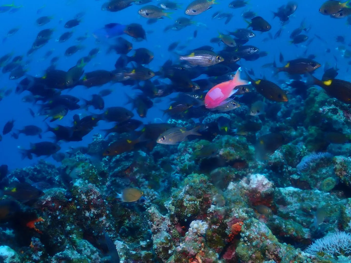10月23日慶良間ダイビング🤿