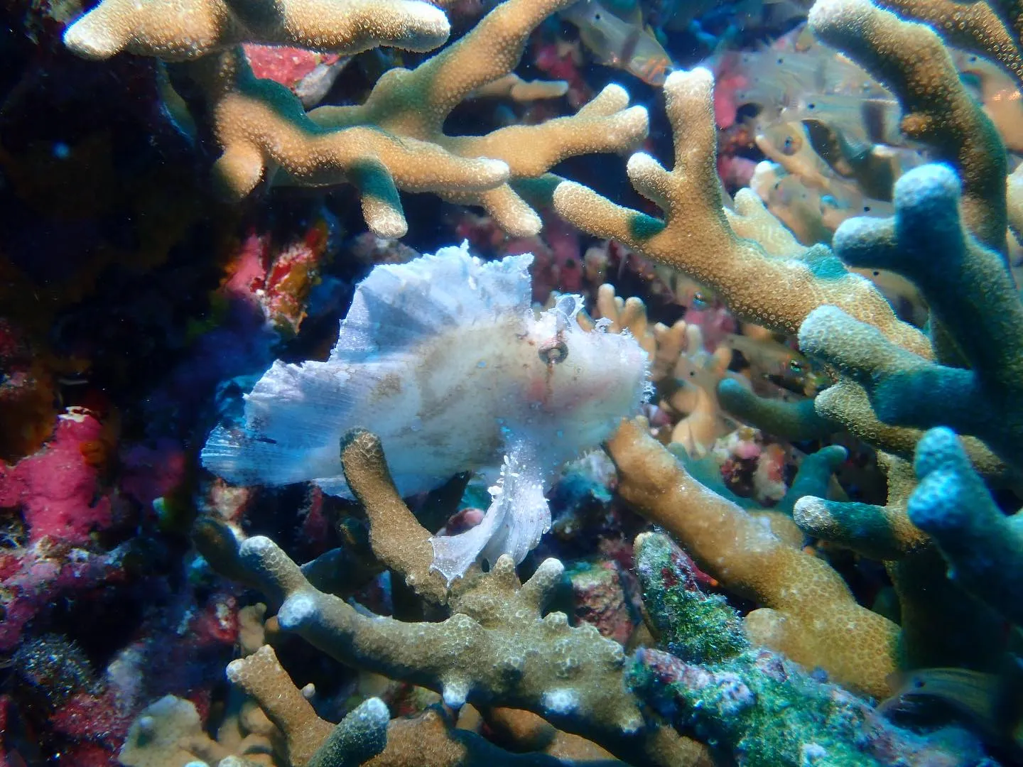 10月23日慶良間ダイビング🤿