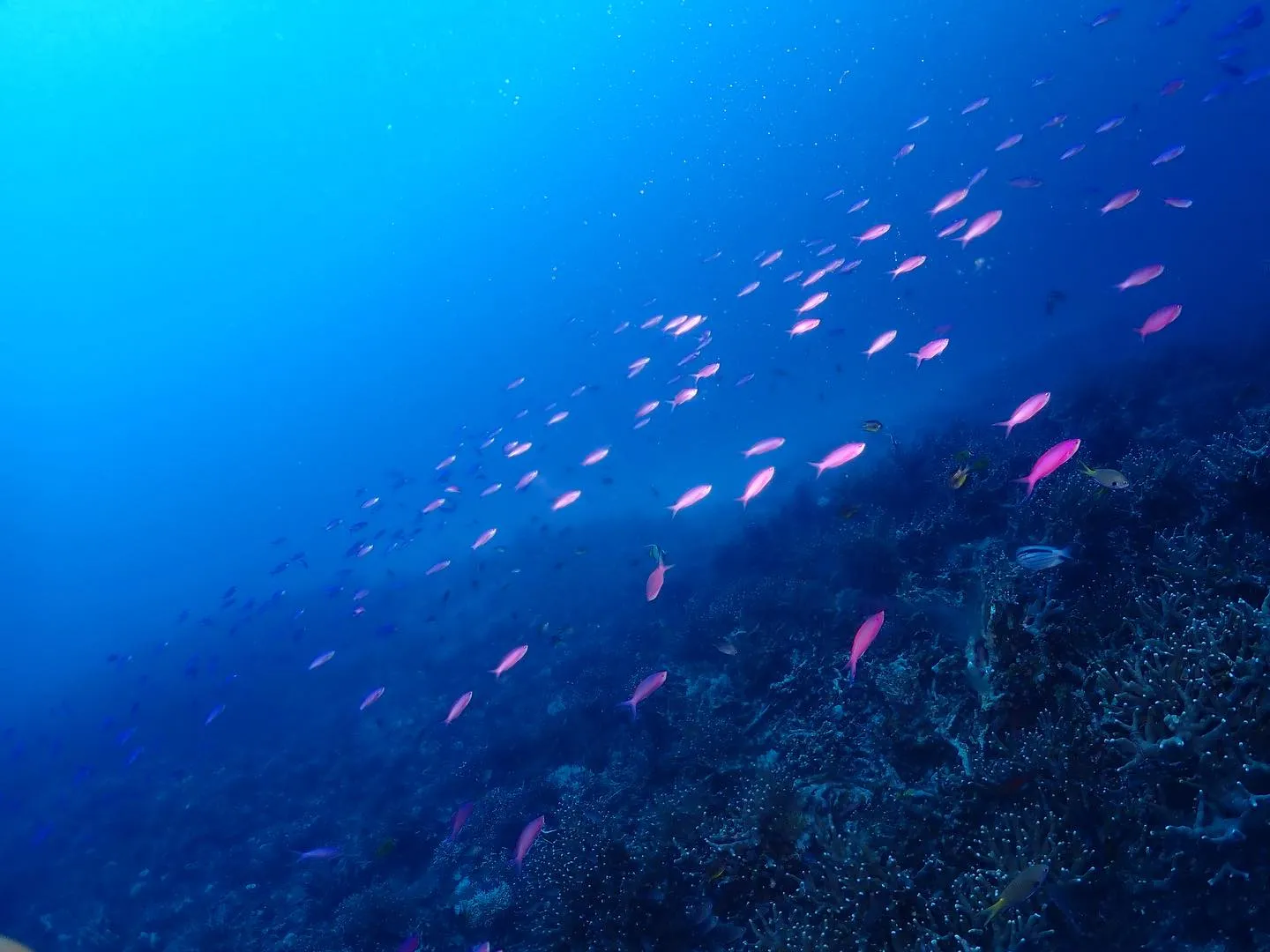 10月23日慶良間ダイビング🤿