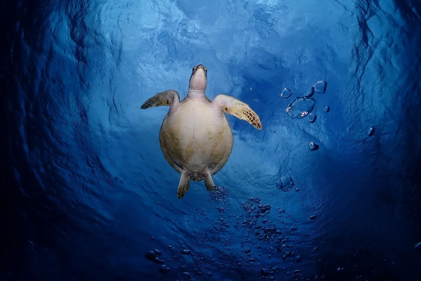 10月27日チービシダイビング🤿