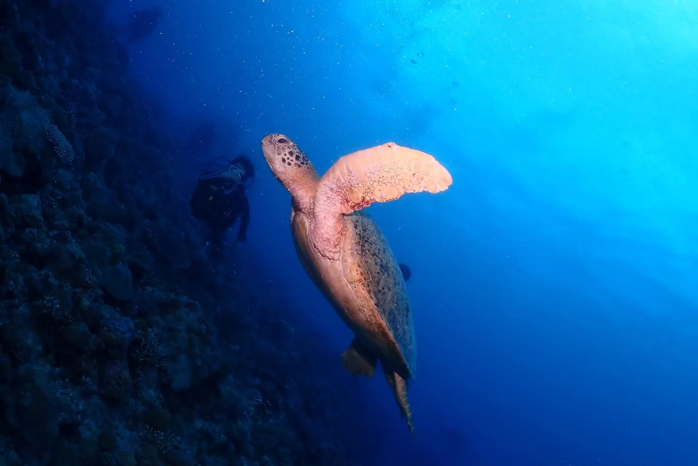 10月27日チービシダイビング🤿