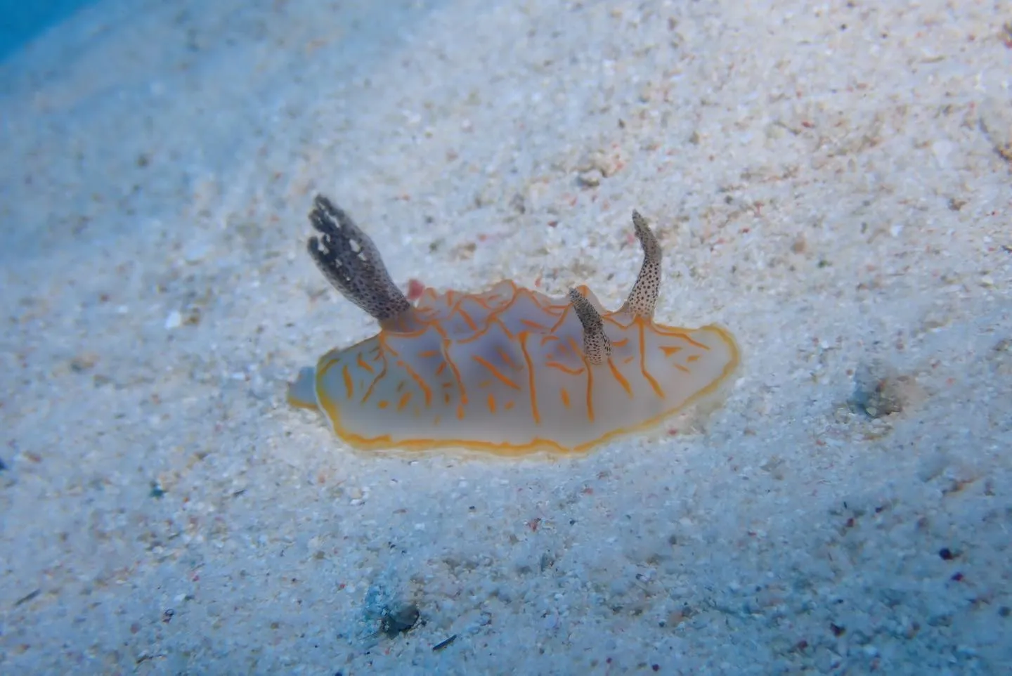 10月27日チービシダイビング🤿