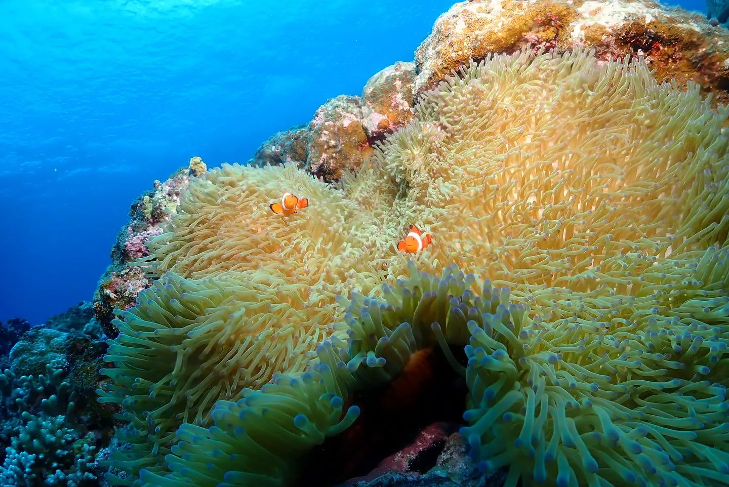 10月27日チービシダイビング🤿