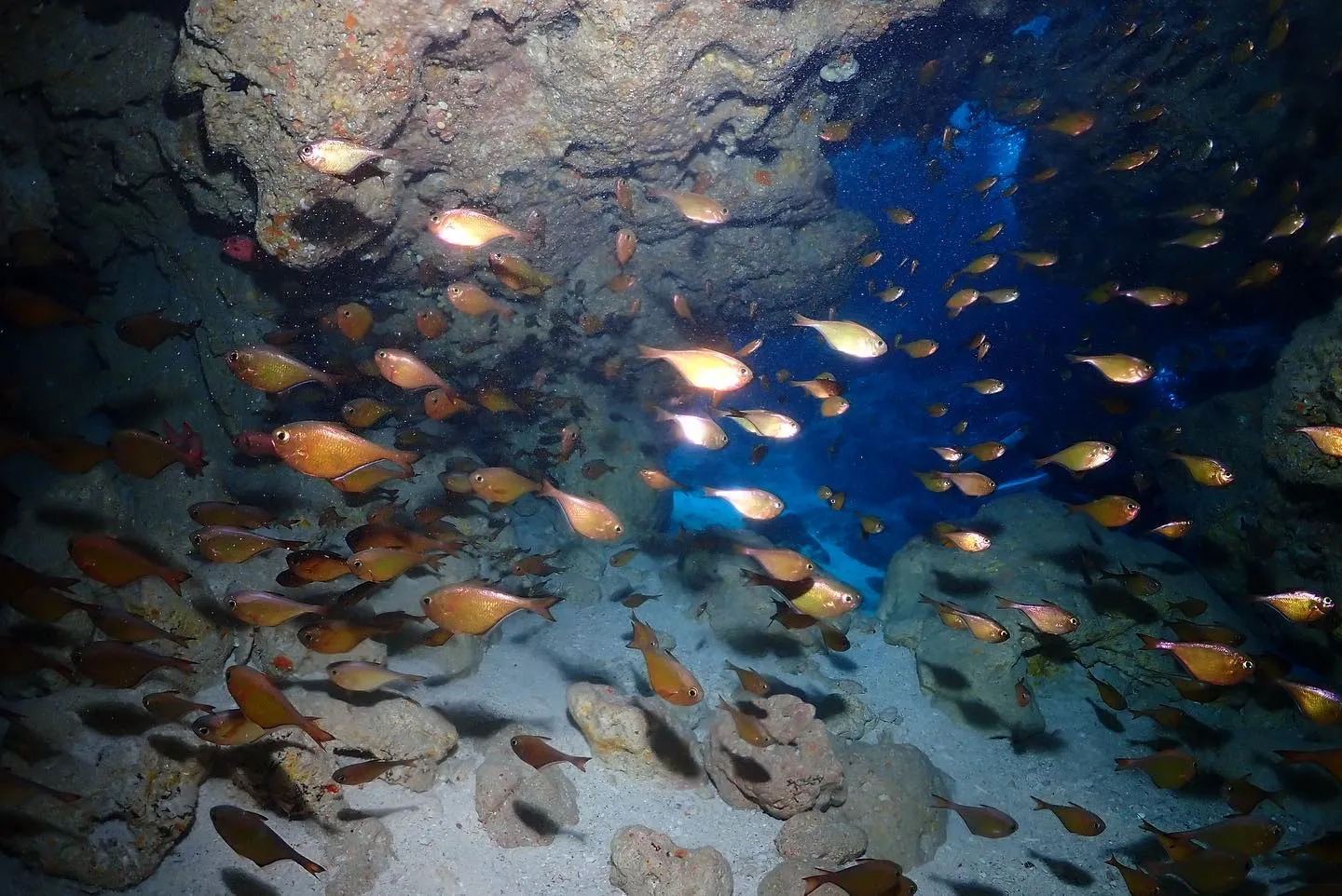 10月27日チービシダイビング🤿