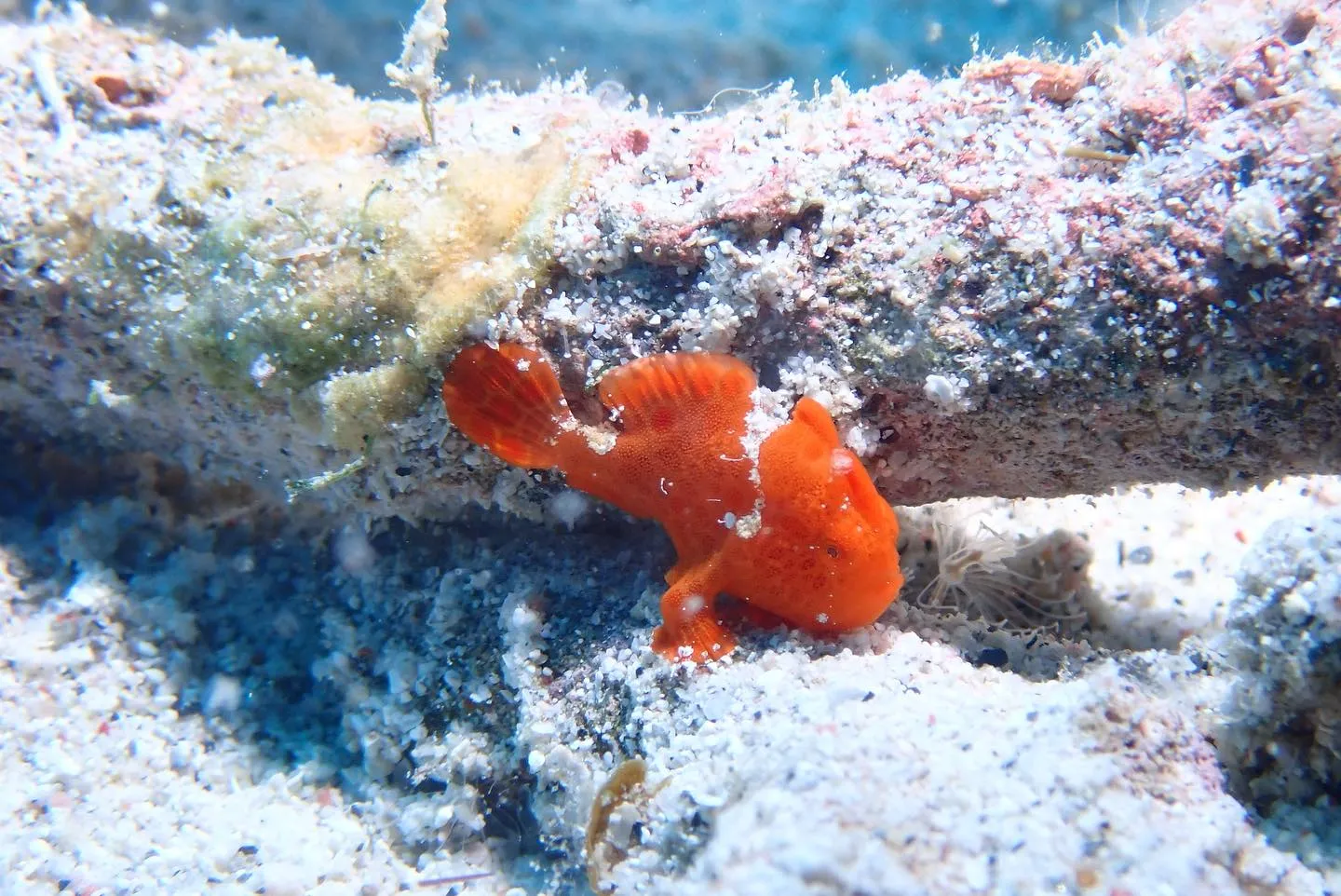 11月2日慶良間ダイビング🤿