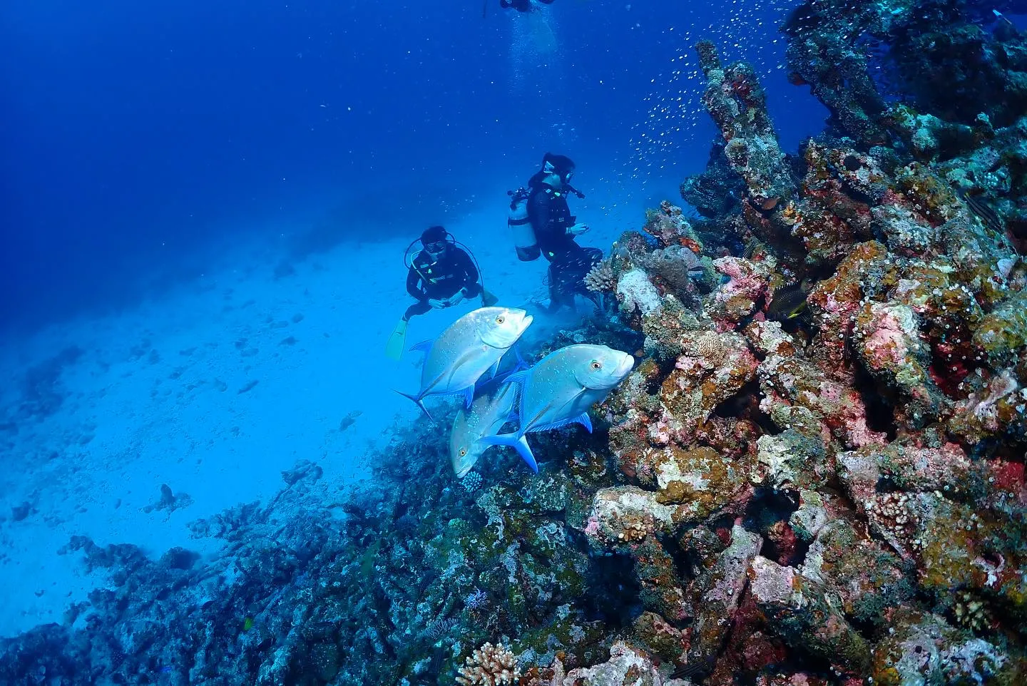11月2日慶良間ダイビング🤿
