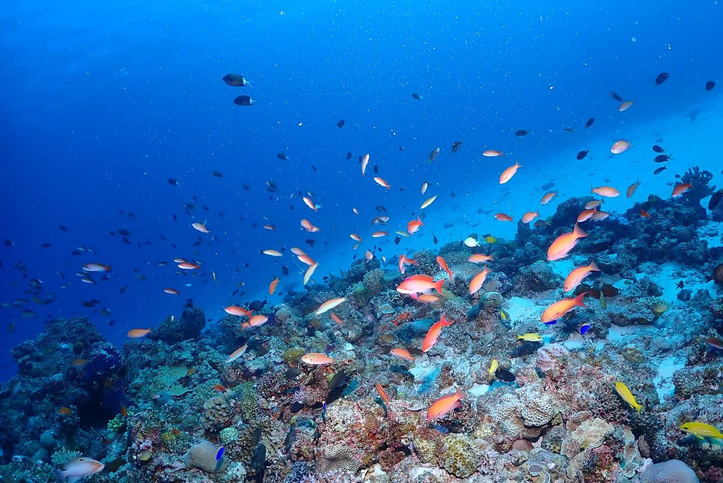 11月2日慶良間ダイビング🤿