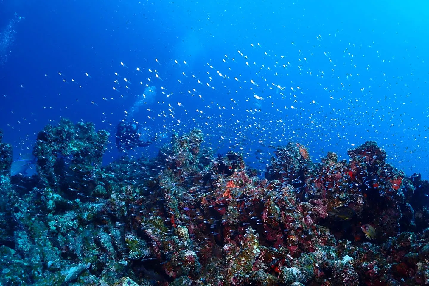 11月2日慶良間ダイビング🤿