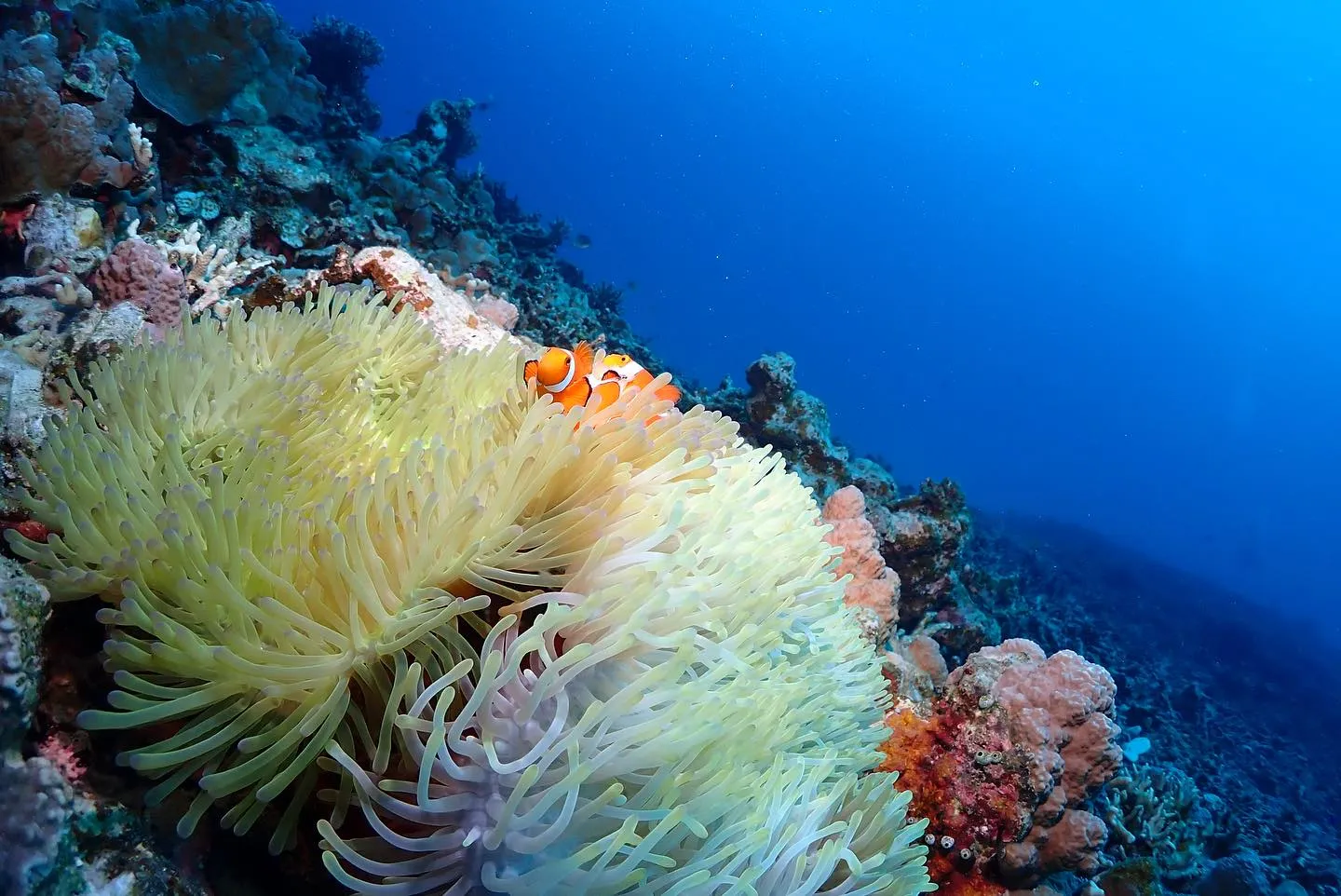 11月2日慶良間ダイビング🤿