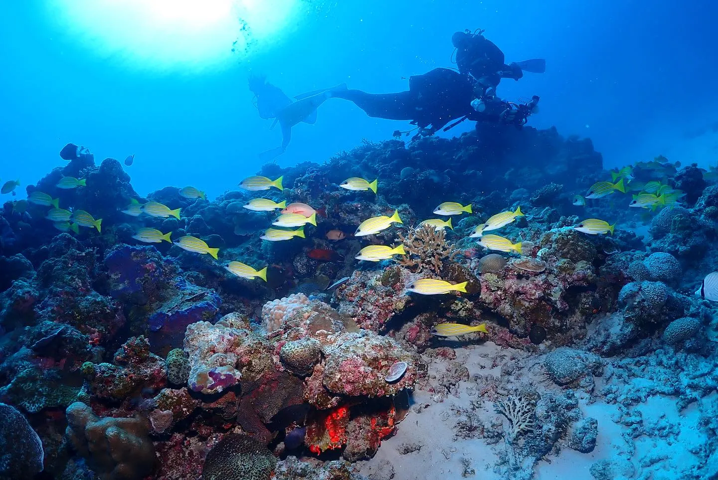11月2日慶良間ダイビング🤿