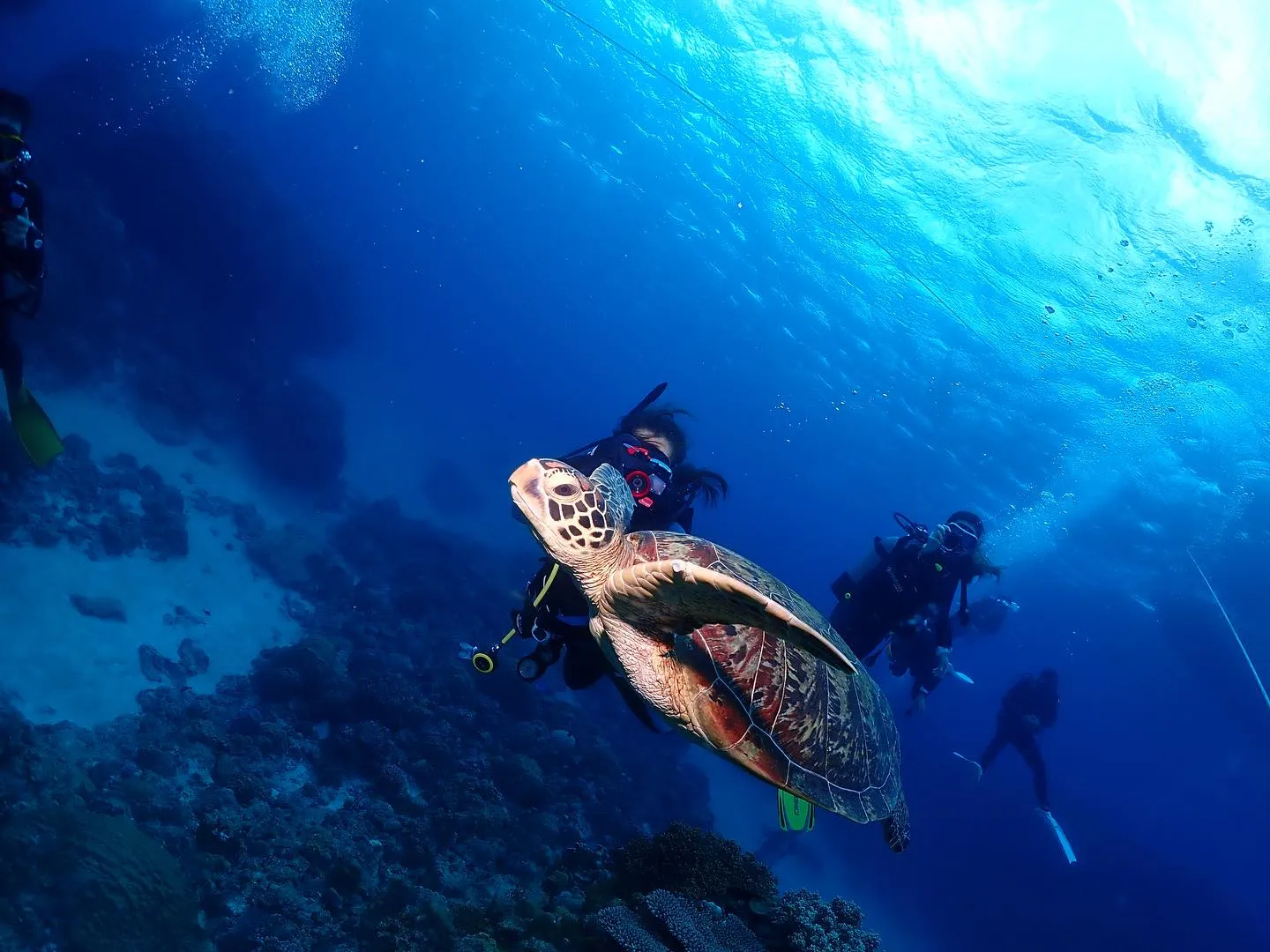 11月3日チービシダイビング🤿