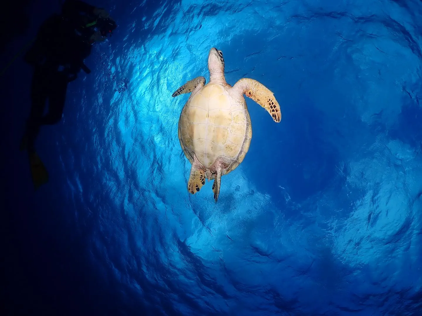 11月3日チービシダイビング🤿
