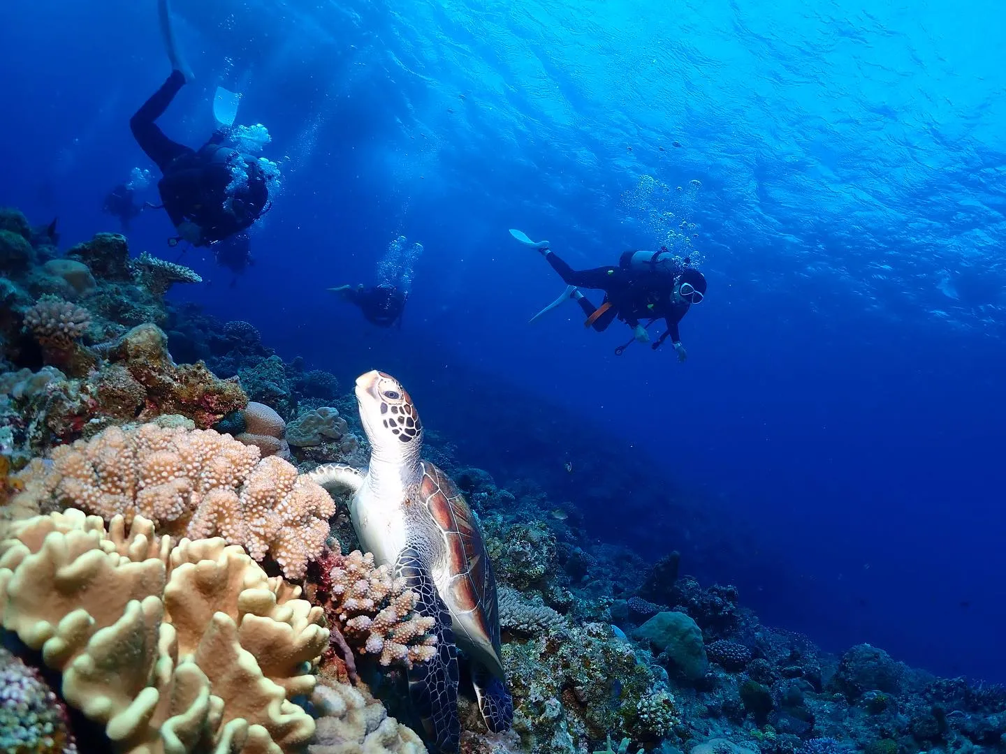 11月3日チービシダイビング🤿