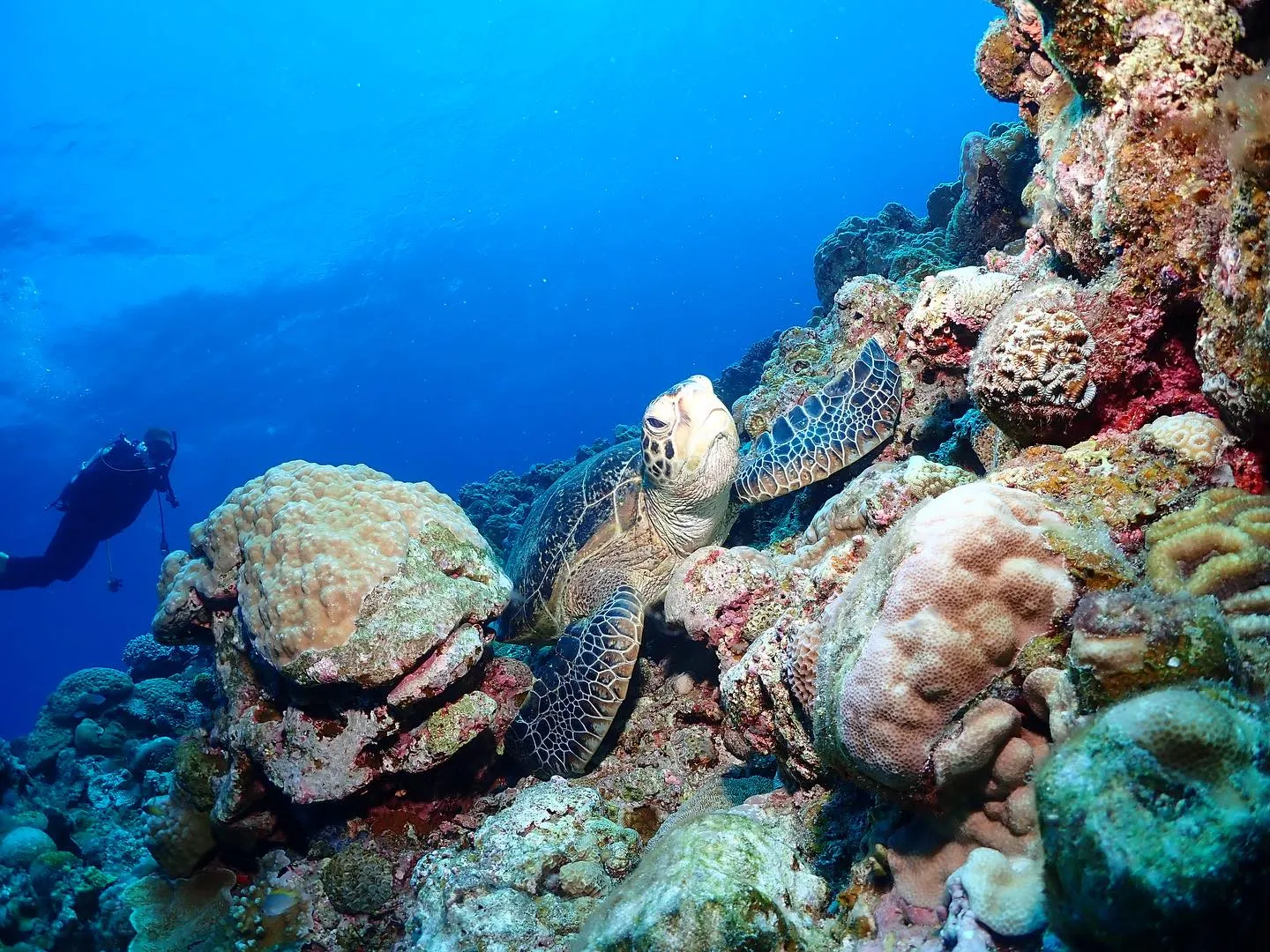 11月3日チービシダイビング🤿