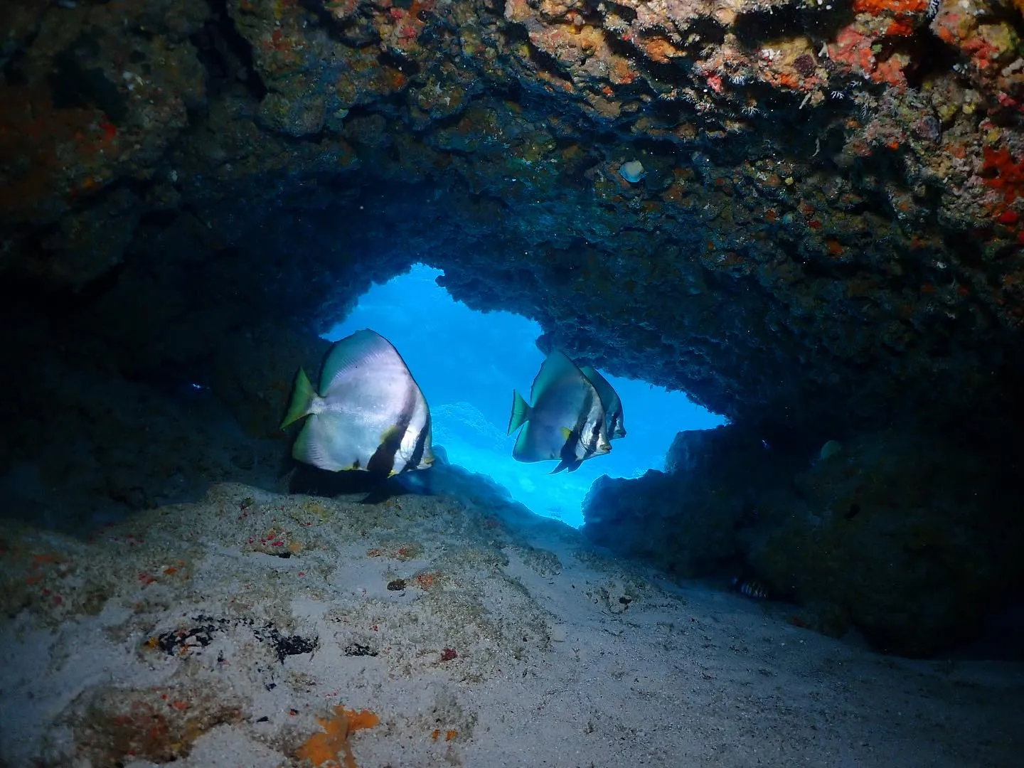 11月3日チービシダイビング🤿