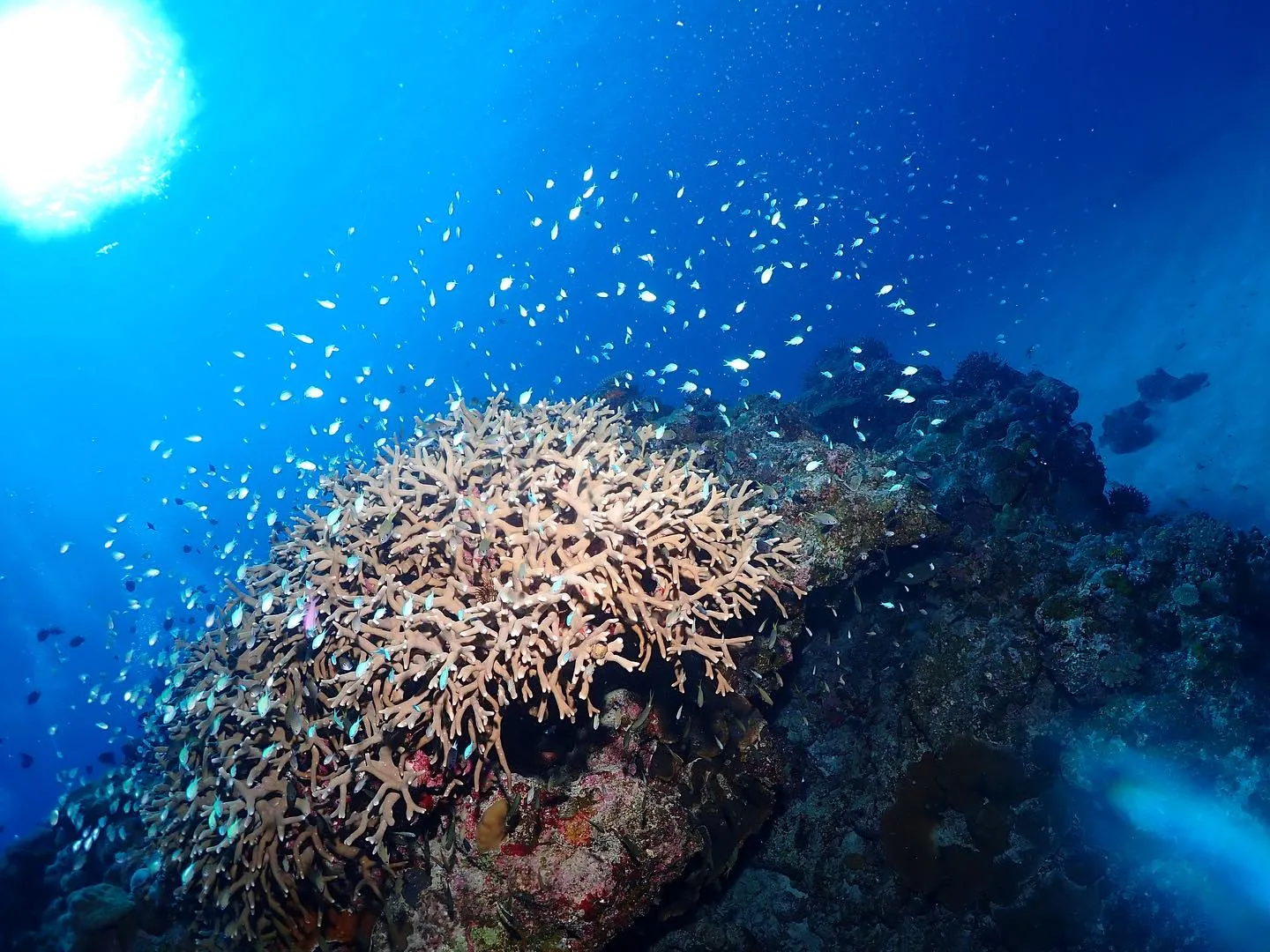 11月3日チービシダイビング🤿