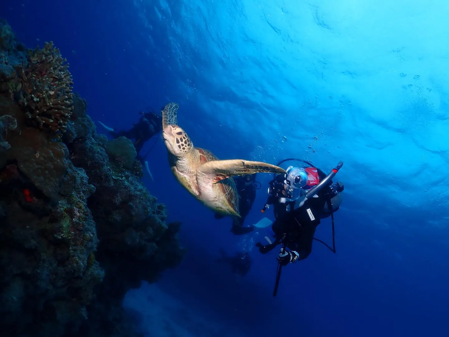 11月5日チービシダイビング🤿