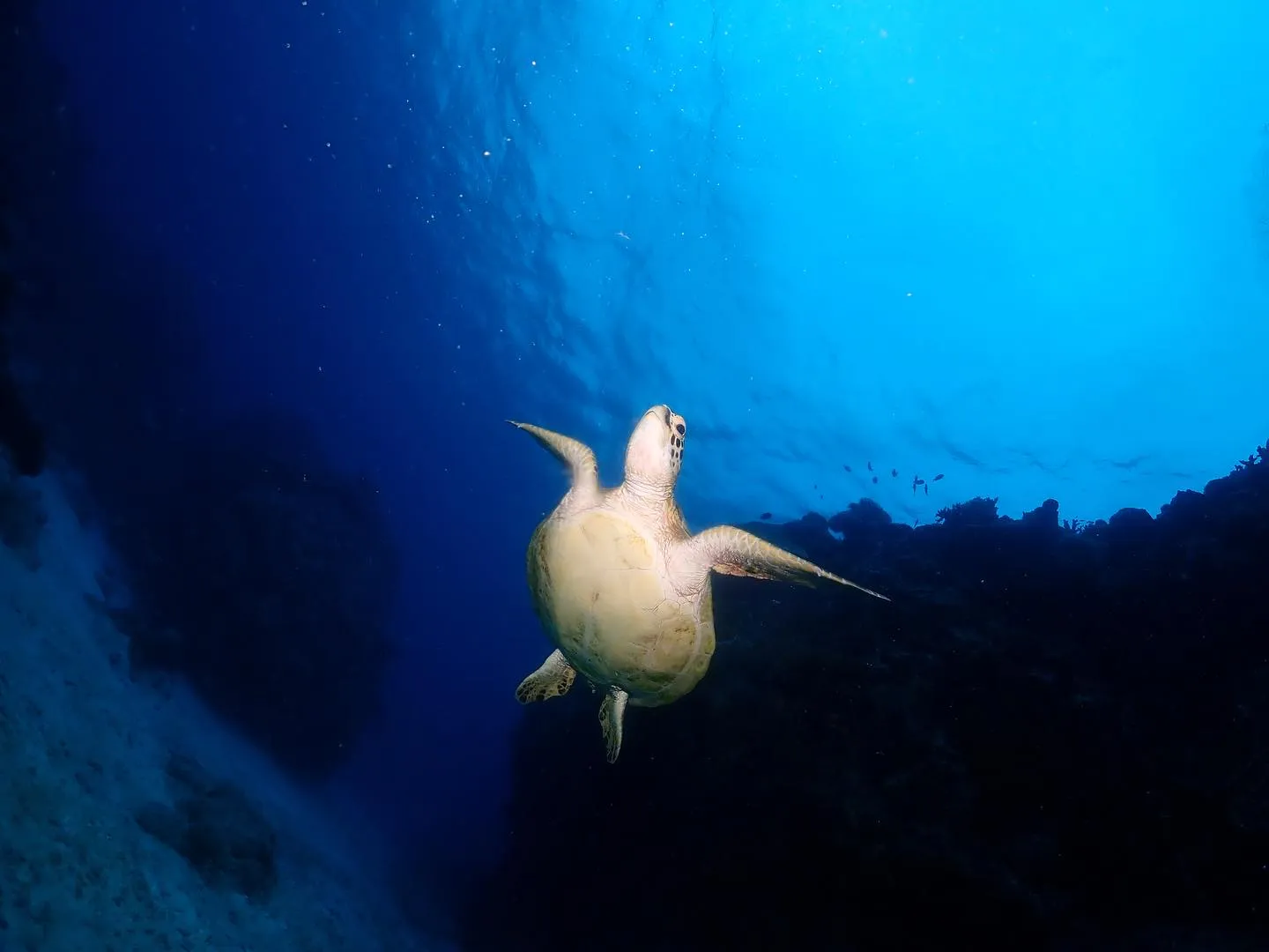 11月5日チービシダイビング🤿