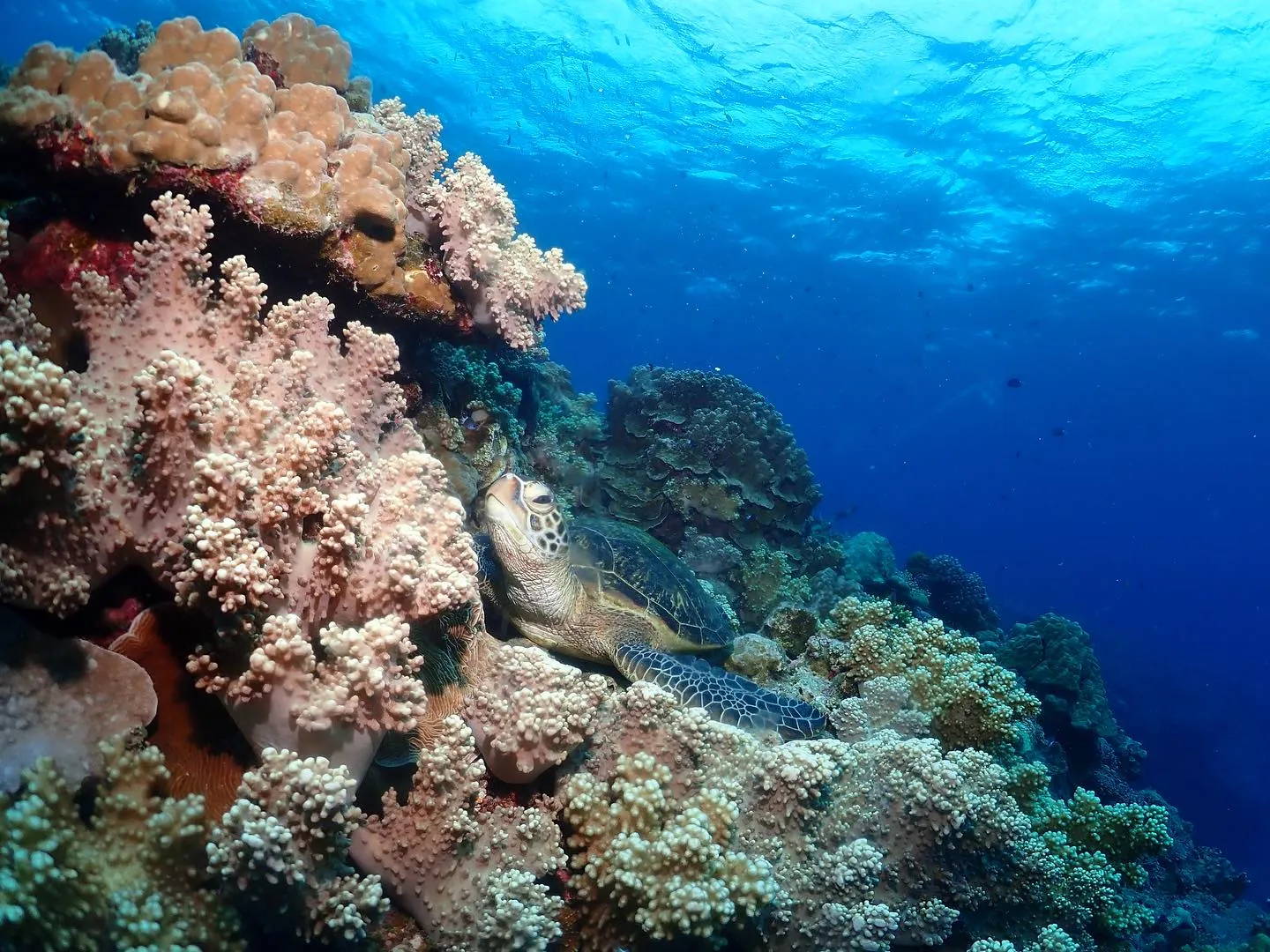 11月5日チービシダイビング🤿