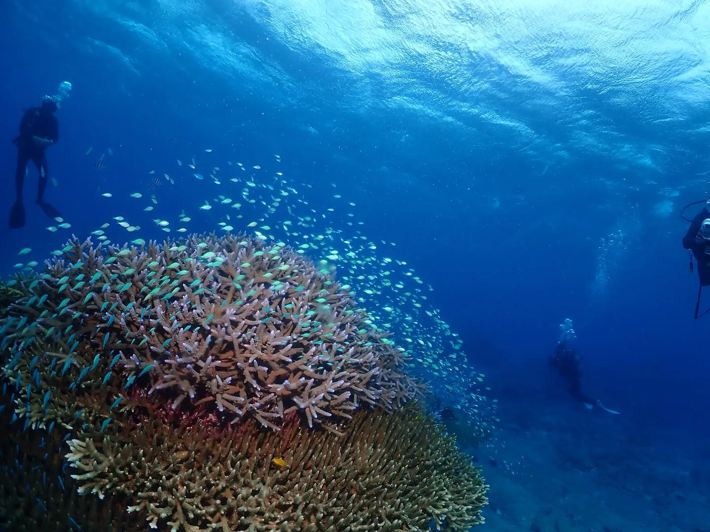 11月5日チービシダイビング🤿
